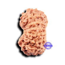 Load image into Gallery viewer, 14 mukhi Indonesian Rudraksha - Bead No. 313