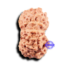 Load image into Gallery viewer, 14 mukhi Indonesian Rudraksha - Bead No. 313