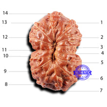 Load image into Gallery viewer, 14 mukhi Indonesian Rudraksha - Bead No. 314