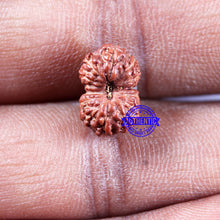 Load image into Gallery viewer, 14 mukhi Indonesian Rudraksha - Bead No. 314