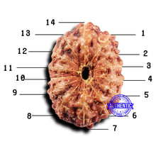 Load image into Gallery viewer, 14 mukhi Indonesian Rudraksha - Bead No. 315