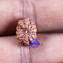 Load image into Gallery viewer, 14 mukhi Indonesian Rudraksha - Bead No. 315