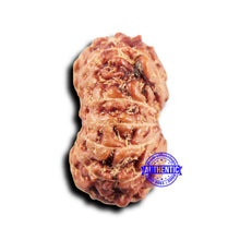 Load image into Gallery viewer, 14 mukhi Indonesian Rudraksha - Bead No. 315