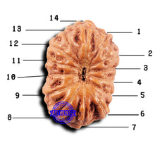 Load image into Gallery viewer, 14 mukhi Indonesian Rudraksha - Bead No. 316