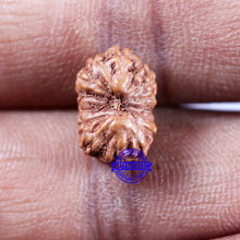 Load image into Gallery viewer, 14 mukhi Indonesian Rudraksha - Bead No. 316
