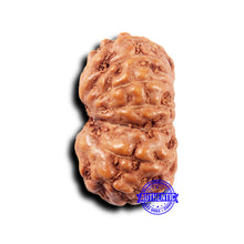 Load image into Gallery viewer, 14 mukhi Indonesian Rudraksha - Bead No. 316