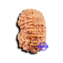 Load image into Gallery viewer, 14 mukhi Indonesian Rudraksha - Bead No. 317
