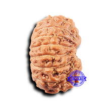 Load image into Gallery viewer, 14 mukhi Indonesian Rudraksha - Bead No. 317