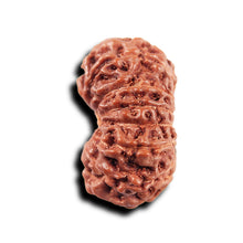 Load image into Gallery viewer, 14 mukhi Indonesian Rudraksha - Bead No. 318