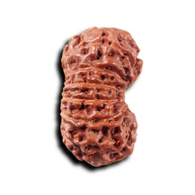 Load image into Gallery viewer, 14 mukhi Indonesian Rudraksha - Bead No. 318