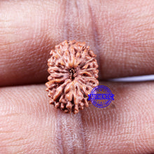 Load image into Gallery viewer, 14 mukhi Indonesian Rudraksha - Bead No. 319