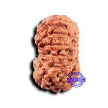 Load image into Gallery viewer, 14 mukhi Indonesian Rudraksha - Bead No. 319