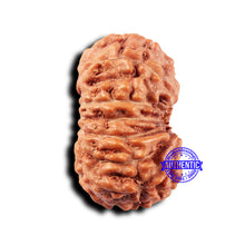 Load image into Gallery viewer, 14 mukhi Indonesian Rudraksha - Bead No. 319