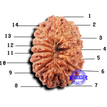 Load image into Gallery viewer, 14 mukhi Indonesian Rudraksha - Bead No. 320