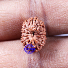 Load image into Gallery viewer, 14 mukhi Indonesian Rudraksha - Bead No. 320