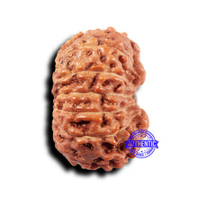 Load image into Gallery viewer, 14 mukhi Indonesian Rudraksha - Bead No. 320