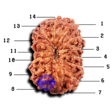Load image into Gallery viewer, 14 mukhi Indonesian Rudraksha - Bead No. 321