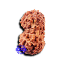 Load image into Gallery viewer, 14 mukhi Indonesian Rudraksha - Bead No. 321