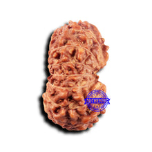 Load image into Gallery viewer, 14 mukhi Indonesian Rudraksha - Bead No. 321