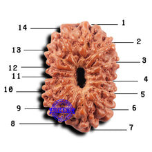 Load image into Gallery viewer, 14 mukhi Indonesian Rudraksha - Bead No. 322