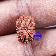 Load image into Gallery viewer, 14 mukhi Indonesian Rudraksha - Bead No. 322