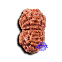 Load image into Gallery viewer, 14 mukhi Indonesian Rudraksha - Bead No. 322