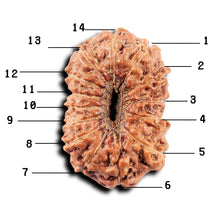 Load image into Gallery viewer, 14 mukhi Indonesian Rudraksha - Bead No. 323