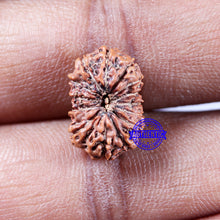Load image into Gallery viewer, 14 mukhi Indonesian Rudraksha - Bead No. 323