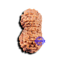Load image into Gallery viewer, 14 mukhi Indonesian Rudraksha - Bead No. 323