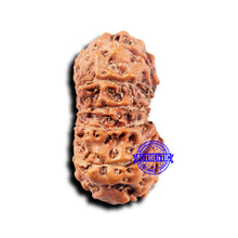 Load image into Gallery viewer, 14 mukhi Indonesian Rudraksha - Bead No. 323
