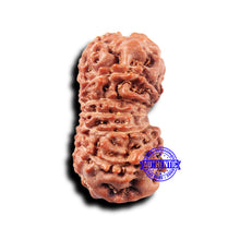 Load image into Gallery viewer, 14 mukhi Indonesian Rudraksha - Bead No. 324