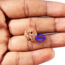 Load image into Gallery viewer, 14 mukhi Indonesian Rudraksha - Bead No. 325