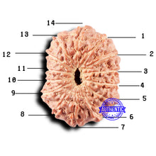 Load image into Gallery viewer, 14 mukhi Indonesian Rudraksha - Bead No. 326