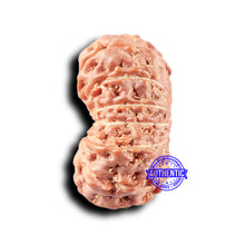 Load image into Gallery viewer, 14 mukhi Indonesian Rudraksha - Bead No. 326