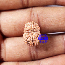 Load image into Gallery viewer, 14 mukhi Indonesian Rudraksha - Bead No. 327
