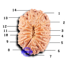 Load image into Gallery viewer, 14 mukhi Indonesian Rudraksha - Bead No. 328