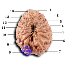 Load image into Gallery viewer, 14 mukhi Indonesian Rudraksha - Bead No. 329