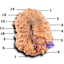 Load image into Gallery viewer, 14 mukhi Indonesian Rudraksha - Bead No. 330