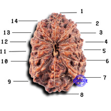 Load image into Gallery viewer, 14 mukhi Indonesian Rudraksha - Bead No. 331