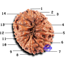 Load image into Gallery viewer, 14 mukhi Indonesian Rudraksha - Bead No. 332