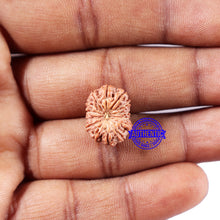 Load image into Gallery viewer, 14 mukhi Indonesian Rudraksha - Bead No. 326