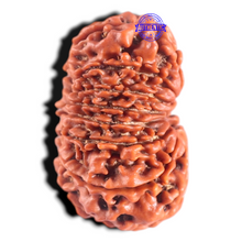 Load image into Gallery viewer, 14 Mukhi Nepalese Rudraksha - Bead No. 219