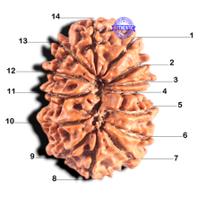 Load image into Gallery viewer, 14 Mukhi Nepalese Rudraksha - Bead No. 246