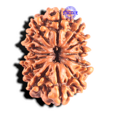 Load image into Gallery viewer, 14 Mukhi Nepalese Rudraksha - Bead No. 246