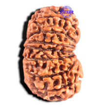 Load image into Gallery viewer, 14 Mukhi Nepalese Rudraksha - Bead No. 246