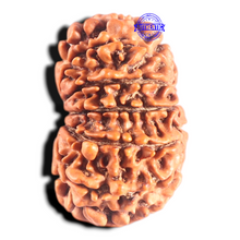 Load image into Gallery viewer, 14 Mukhi Nepalese Rudraksha - Bead No. 246