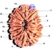 Load image into Gallery viewer, 14 Mukhi Nepalese Rudraksha - Bead No. 276