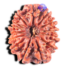 Load image into Gallery viewer, 14 Mukhi Nepalese Rudraksha - Bead No. 282