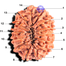 Load image into Gallery viewer, 14 Mukhi Nepalese Rudraksha - Bead No. 291