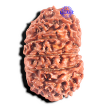 Load image into Gallery viewer, 14 Mukhi Nepalese Rudraksha - Bead No. 302